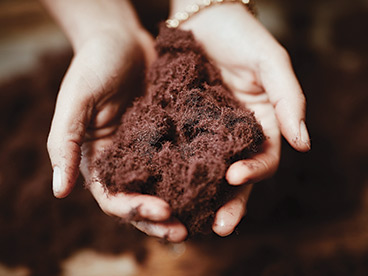 Phytomer algeinnhøsting